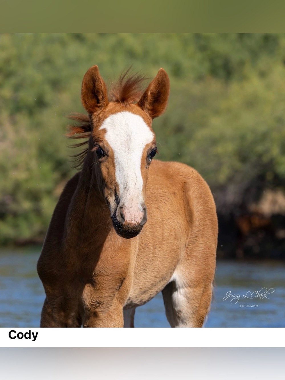 Salt River Wild Horses New Baby Cody Rest in Peace Sweet Baby 4/20-6/19/2026